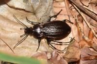Carabus