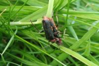 Cantharis rustica