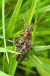 Cantharis rustica