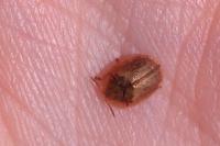 Hypocassida subferruginea
