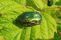 Cetonia aurata