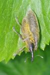 Larinus rusticanus