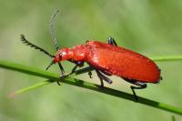 Pyrochroa serraticornis