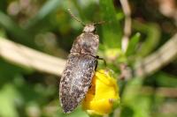 Agrypnus murinus