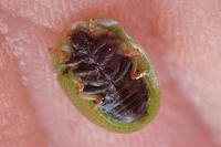 Cassida
