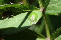 Cassida