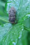 Agrypnus murinus
