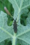 Agapanthia villosoviridescens