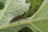 Agapanthia villosoviridescens