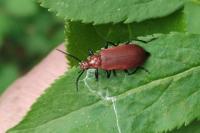 Pyrochroa serraticornis