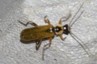 Cantharis decipiens