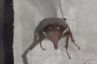 Melolontha melolontha
