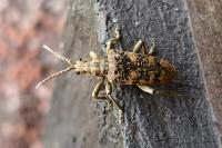 Rhagium sycophanta