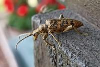 Rhagium sycophanta