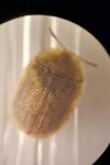 Hypocassida subferruginea