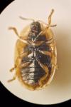 Hypocassida subferruginea