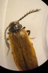 Drilus flavescens