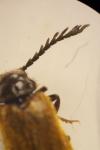 Drilus flavescens