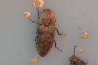 Agrypnus murinus