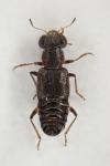 Stenus picipennis