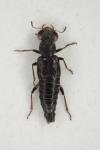 Stenus picipennis