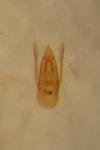 Stenus picipennis