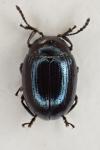 Phaedon cochleariae