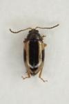 Phyllotreta rugifrons