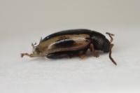 Phyllotreta rugifrons