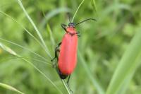 Pyrochroa coccinea