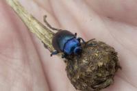 Oreina caerulea