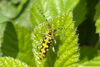 Saperda scalaris