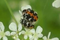 Anthrenus scrophulariae