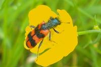 Trichodes alvearius