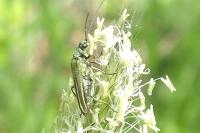 Oedemera nobilis