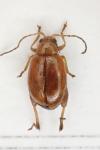Longitarsus rutilus