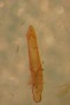 Longitarsus rutilus