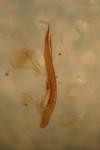 Longitarsus rutilus