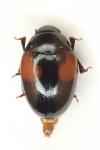 Tritoma bipustulata