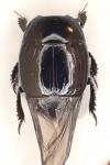 Margarinotus obscurus