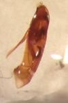 Margarinotus obscurus
