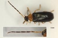Conopalpus brevicollis
