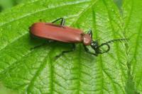 Pyrochroa coccinea