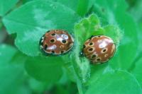 Anatis ocellata