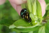 Chrysolina varians