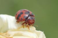 Subcoccinella vigintiquatuorpunctata