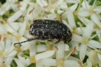 Oxythyrea funesta