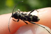 Chlorophorus figuratus