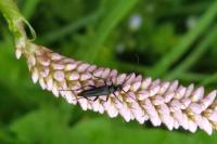 Rutpela nigra