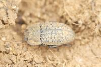 Opatrum sabulosum